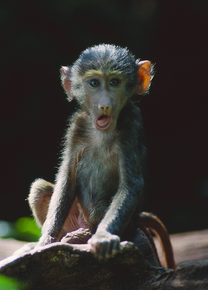 TANZANIA Lake Manyara Pavianbaby