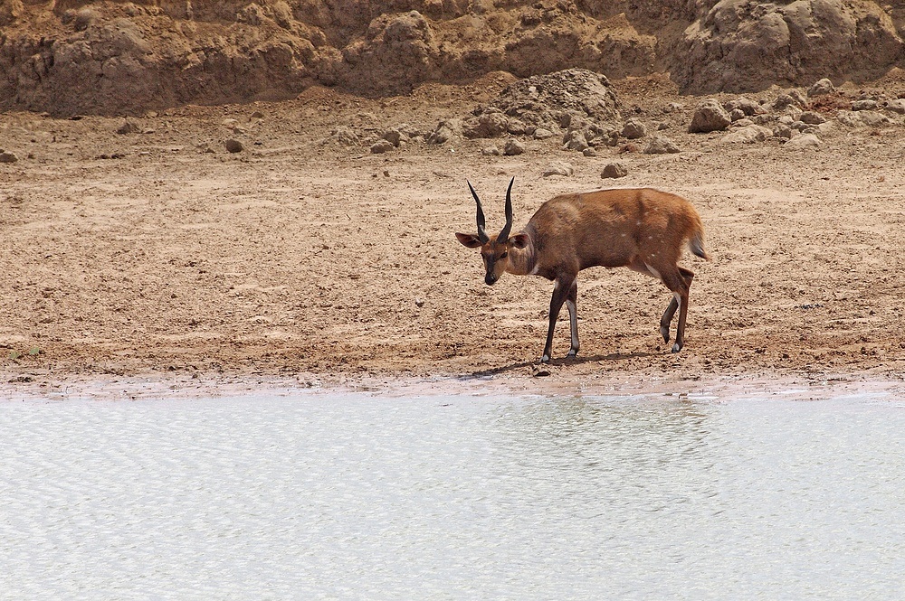 TANZANIA Mikumi NP 12