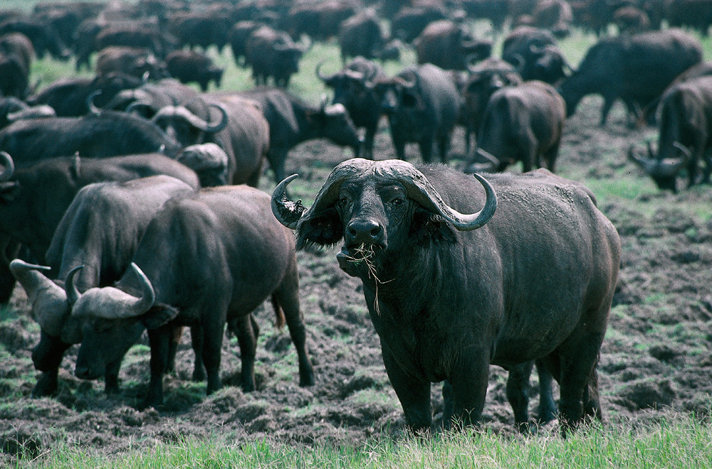 TANZANIA Ngorongoro Krater Schwarzbüffelherde