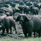 TANZANIA Ngorongoro Krater Schwarzbüffelherde