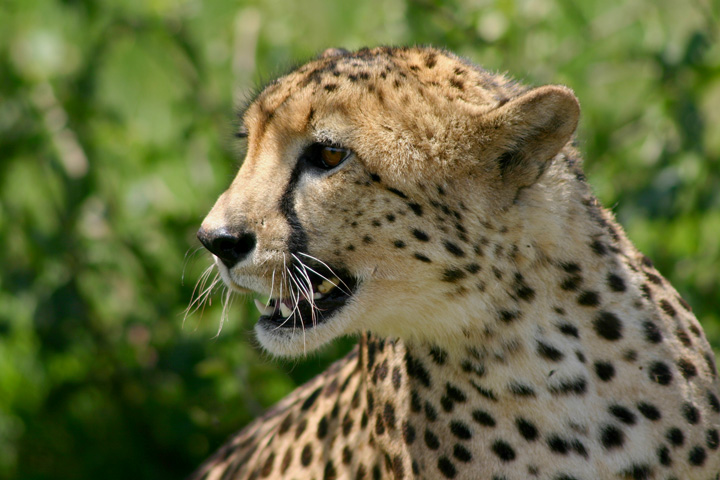 Tanzania-parco serengeti