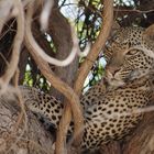 TANZANIA Ruaha NP 1