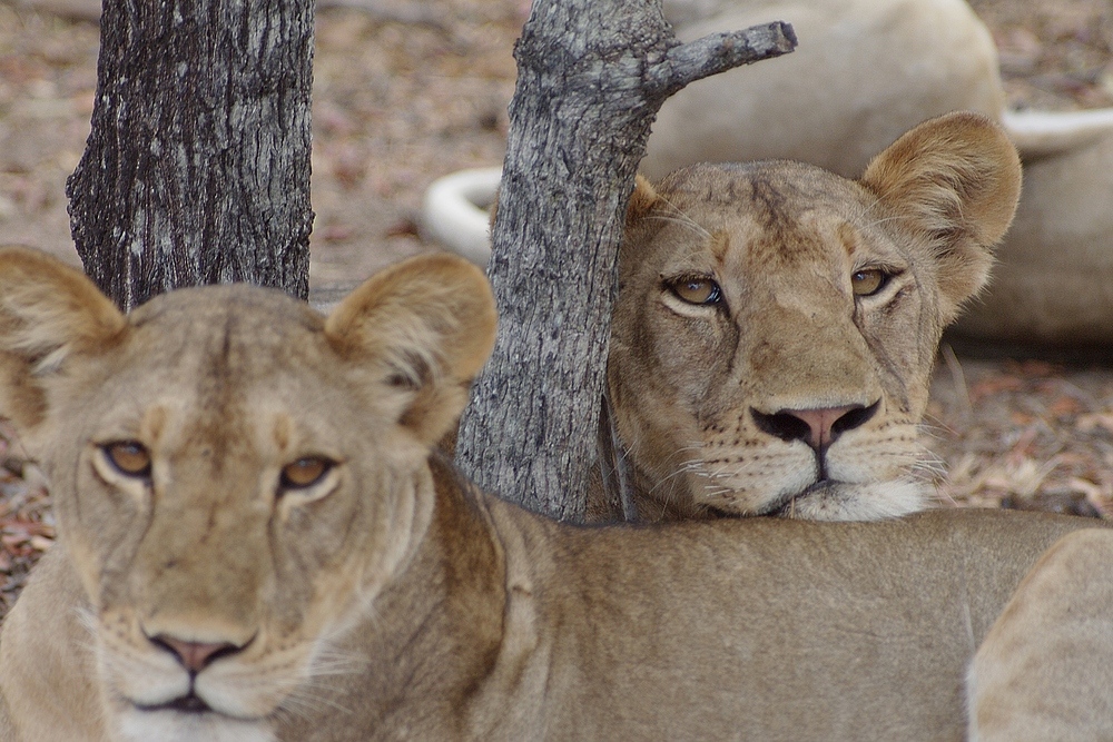 TANZANIA Ruaha NP 11