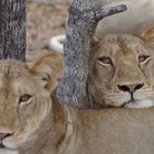 TANZANIA Ruaha NP 11