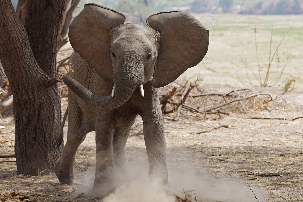 TANZANIA Ruaha NP 14