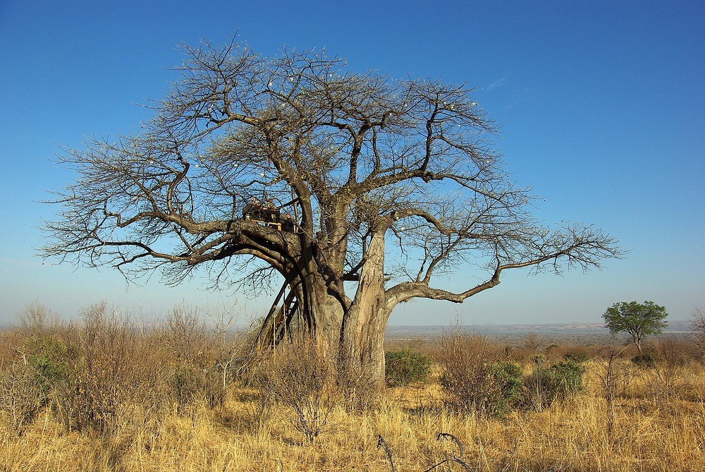 TANZANIA Ruaha NP 14