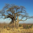 TANZANIA Ruaha NP 14