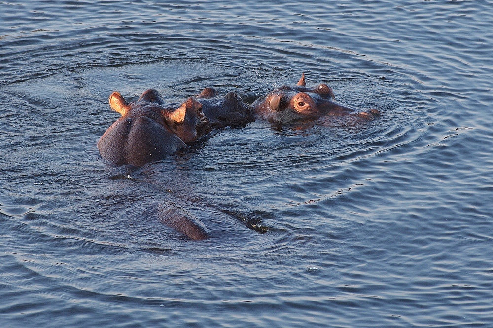 TANZANIA Ruaha NP 17