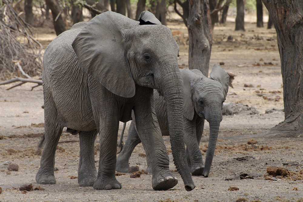 TANZANIA Ruaha NP 18