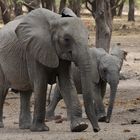 TANZANIA Ruaha NP 18