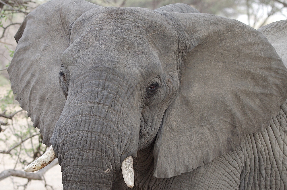 TANZANIA Ruaha NP 3