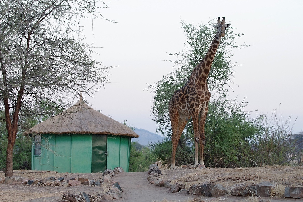 TANZANIA Ruaha NP 4