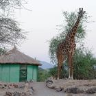 TANZANIA Ruaha NP 4