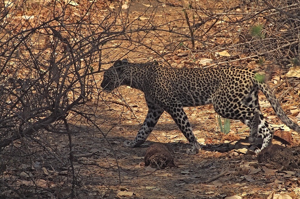 TANZANIA Ruaha NP 7