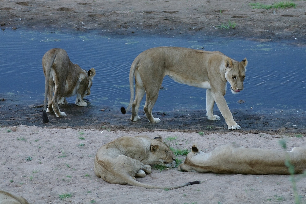 TANZANIA Ruaha NP 9