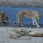 TANZANIA Ruaha NP 9