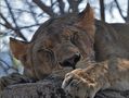 Tanzania, schlafende Löwin von Urs Jenzer