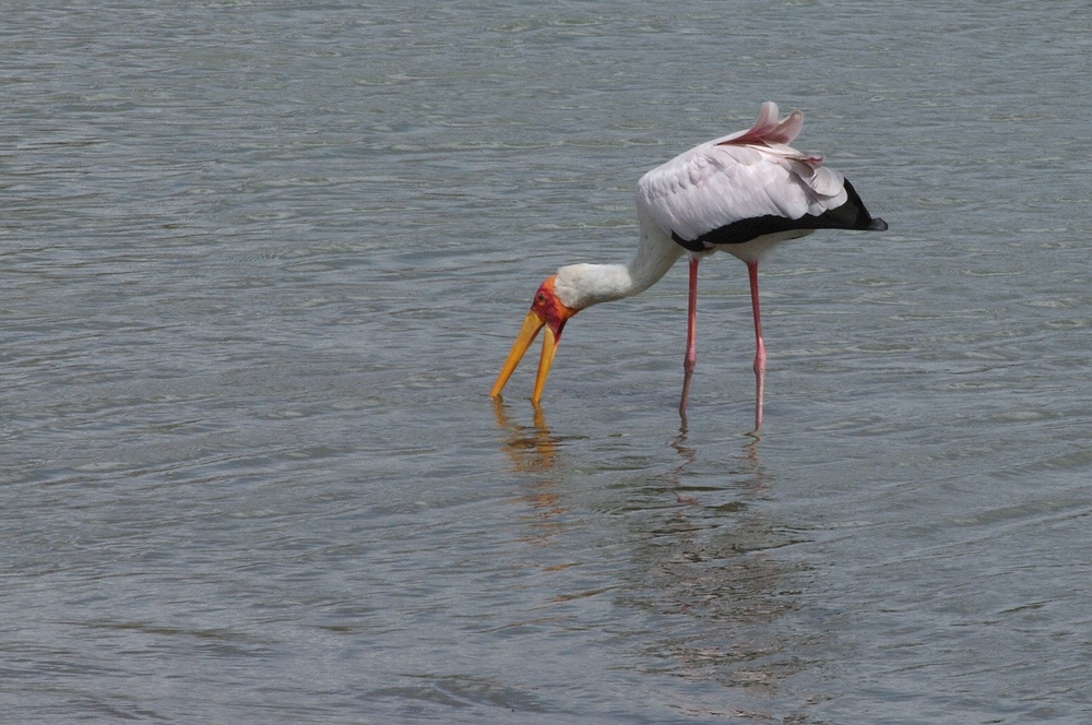 TANZANIA Selous Schutzgebiet 03