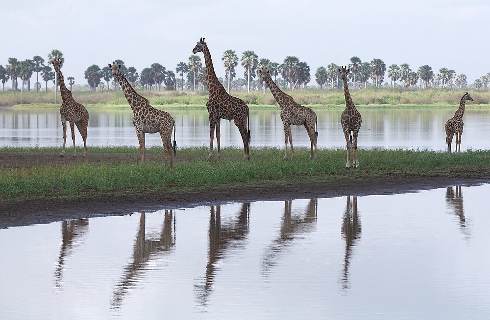 TANZANIA Selous Schutzgebiet 06