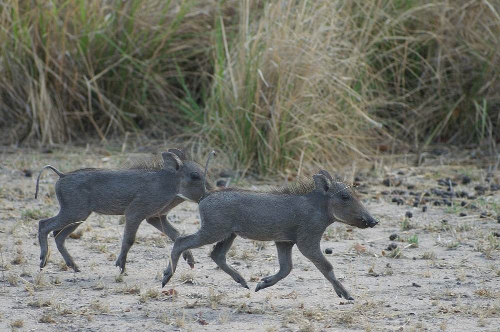 TANZANIA Selous Schutzgebiet 08