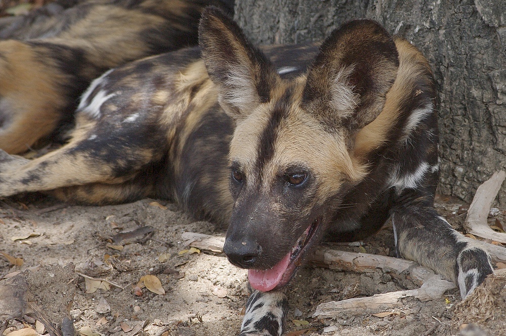 TANZANIA Selous Schutzgebiet 12