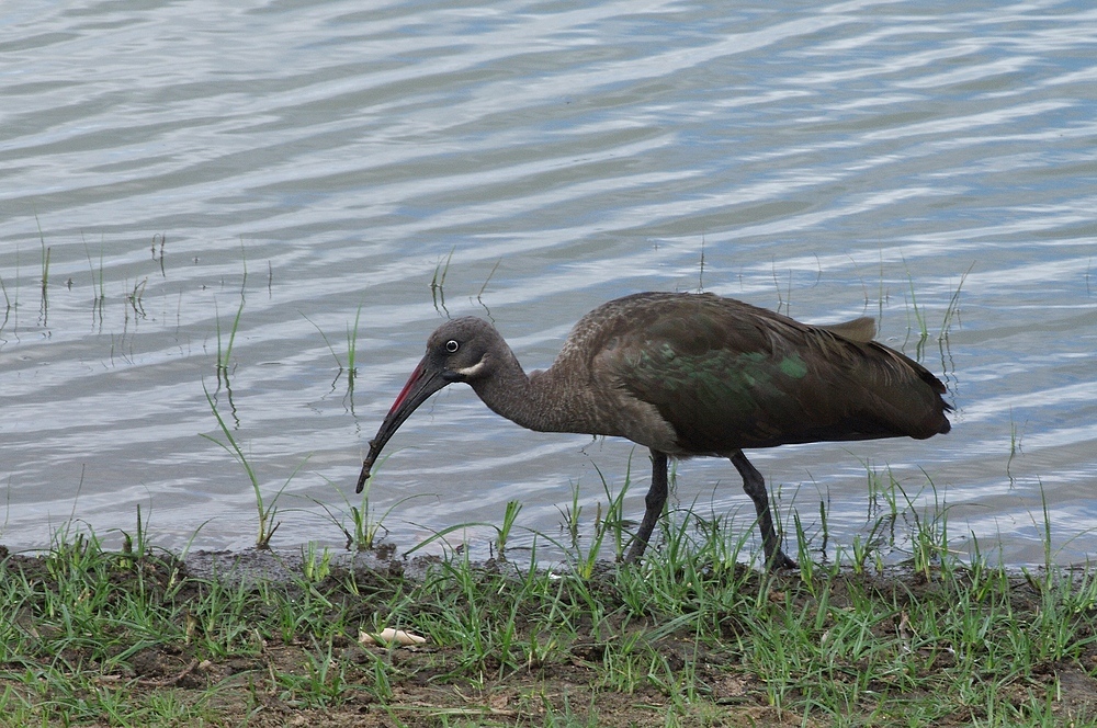 TANZANIA Selous Schutzgebiet 13