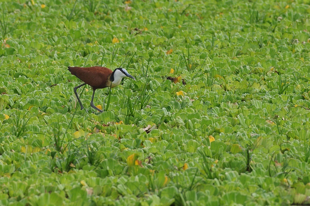 TANZANIA Selous Schutzgebiet 15