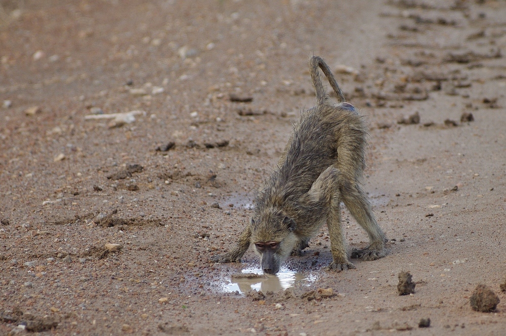 TANZANIA Selous Schutzgebiet 17