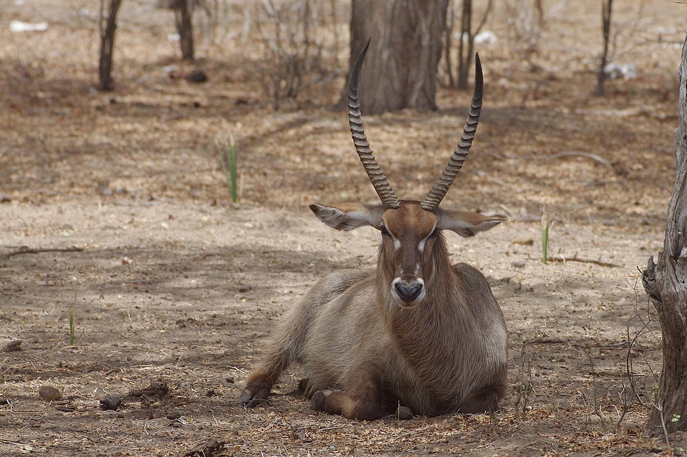 TANZANIA Selous Schutzgebiet 18