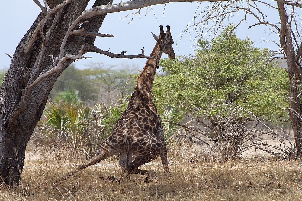 TANZANIA Selous Schutzgebiet 19