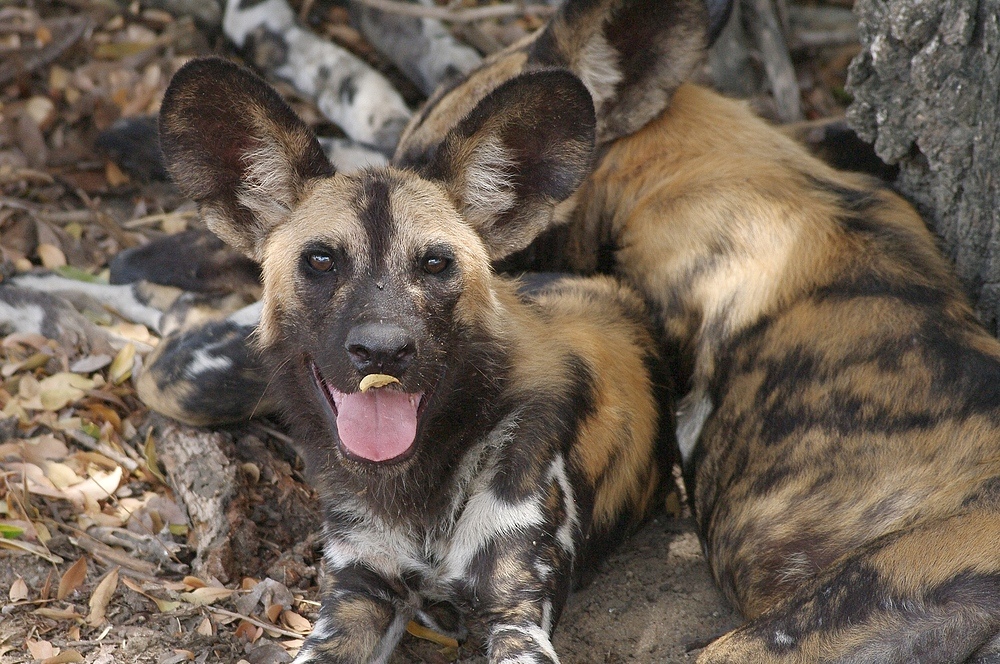 TANZANIA Selous Schutzgebiet 21