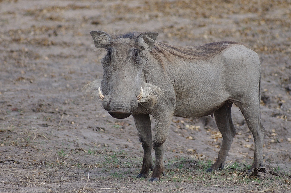 TANZANIA Selous Schutzgebiet 23