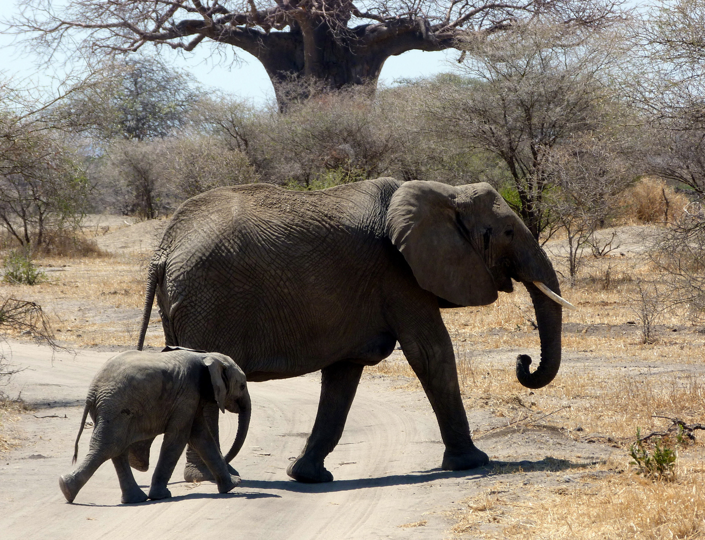 Tanzania-Serengeti