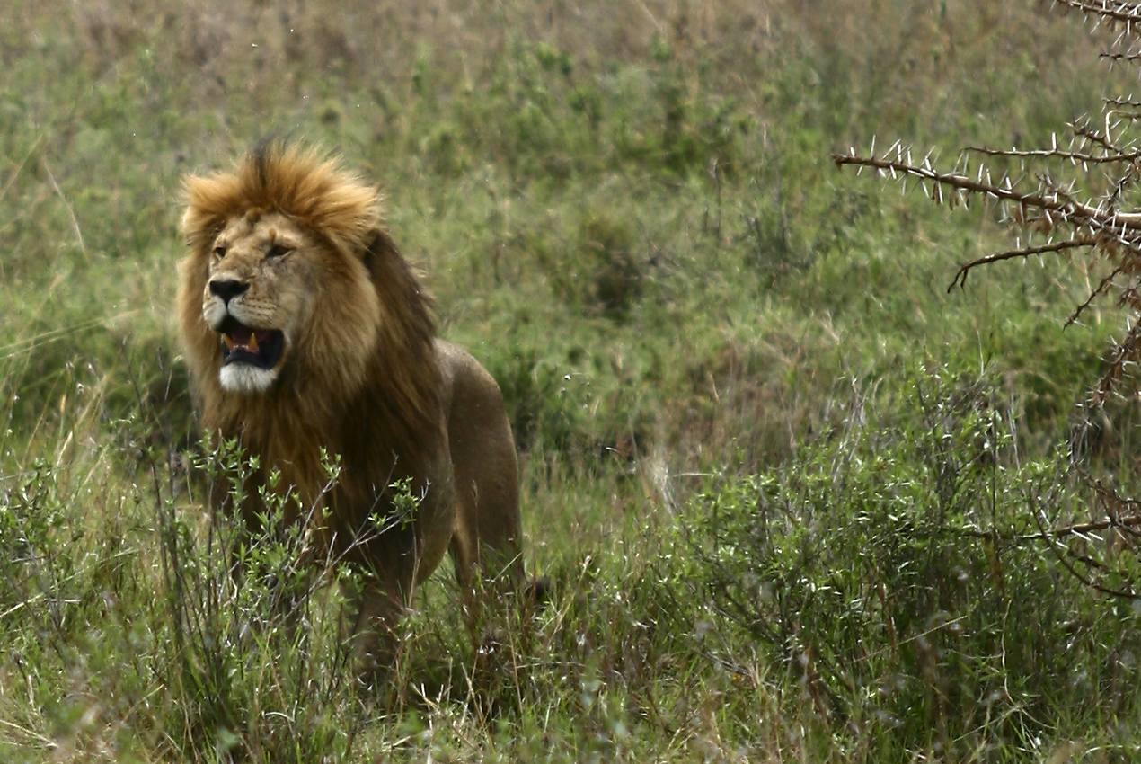 Tanzania, Serengeti