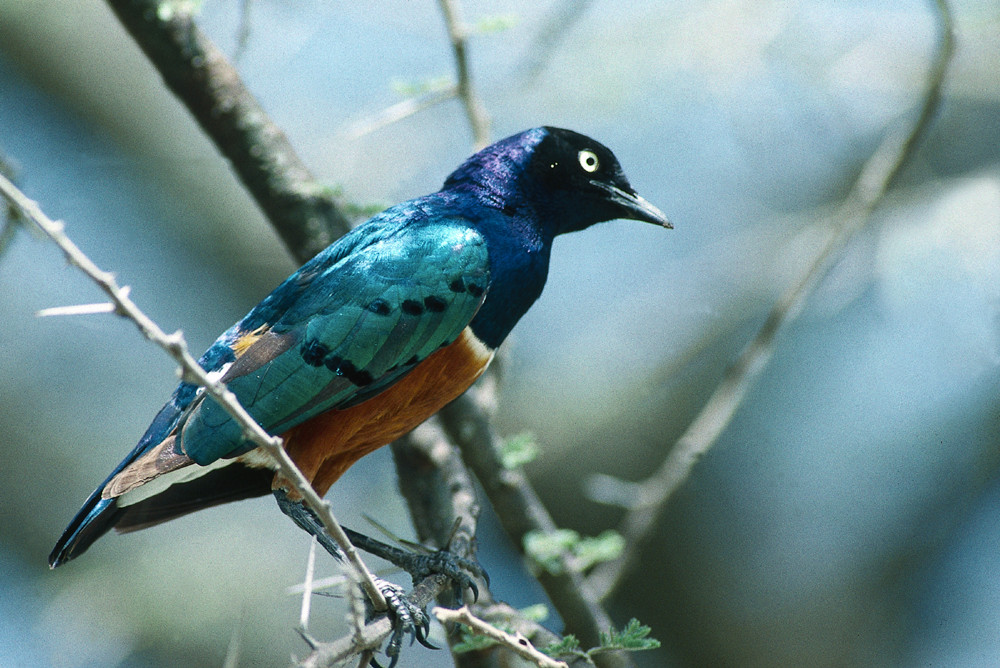 TANZANIA Serengeti Dreifarbenglanzstar