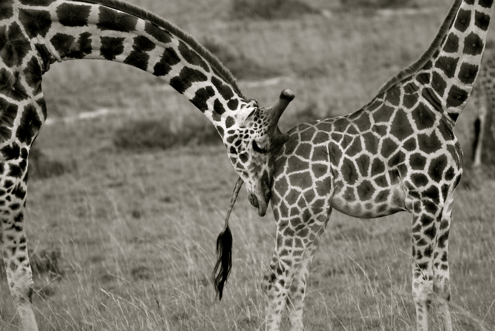 tanzania serengeti NP