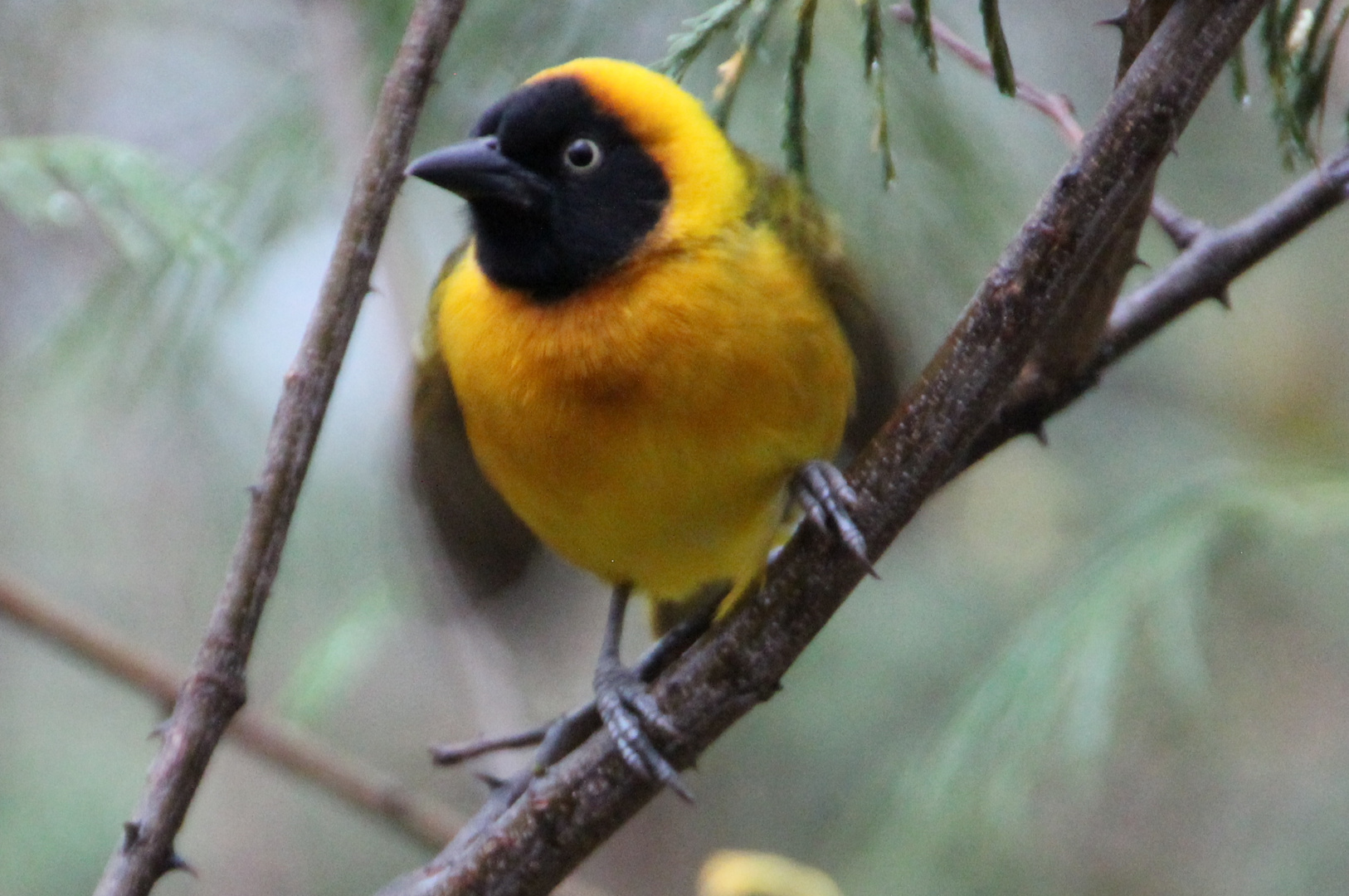 Tanzanian Masked Weaver