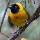 Tanzanian Masked Weaver