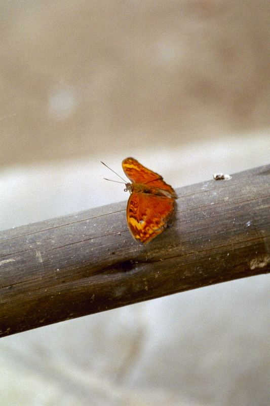 Tanzanischer Schmetterling....