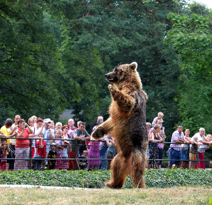 Tanzbär