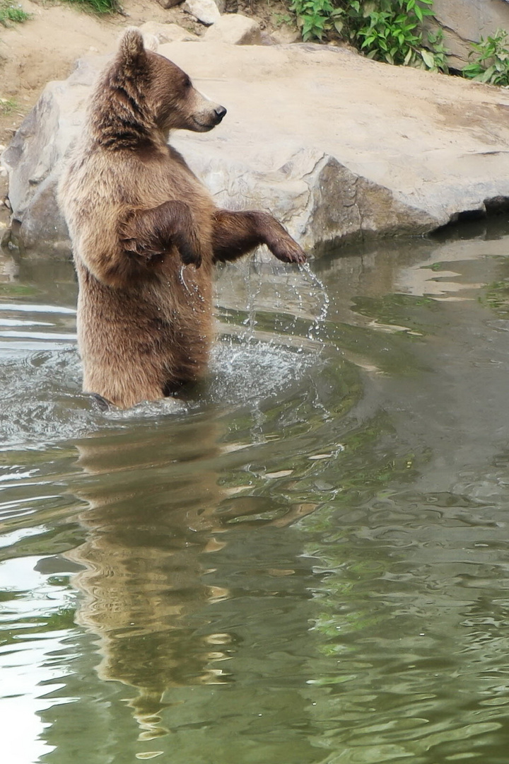 Tanzbär