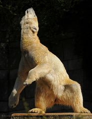 Tanzbär