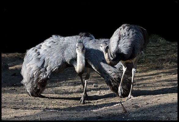 Tanze NANDU mit mir...