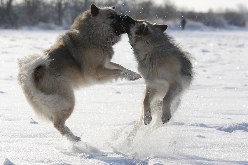 Tanzen im Schnee