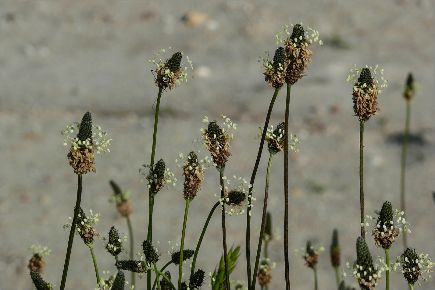 Tanzen im Wind