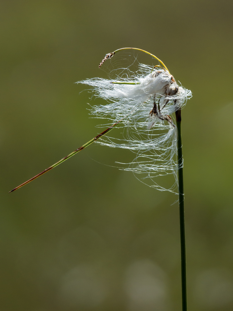 Tanzen im Wind