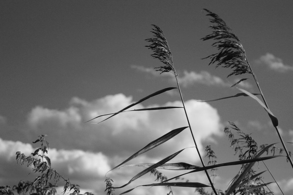 Tanzen mit dem Wind