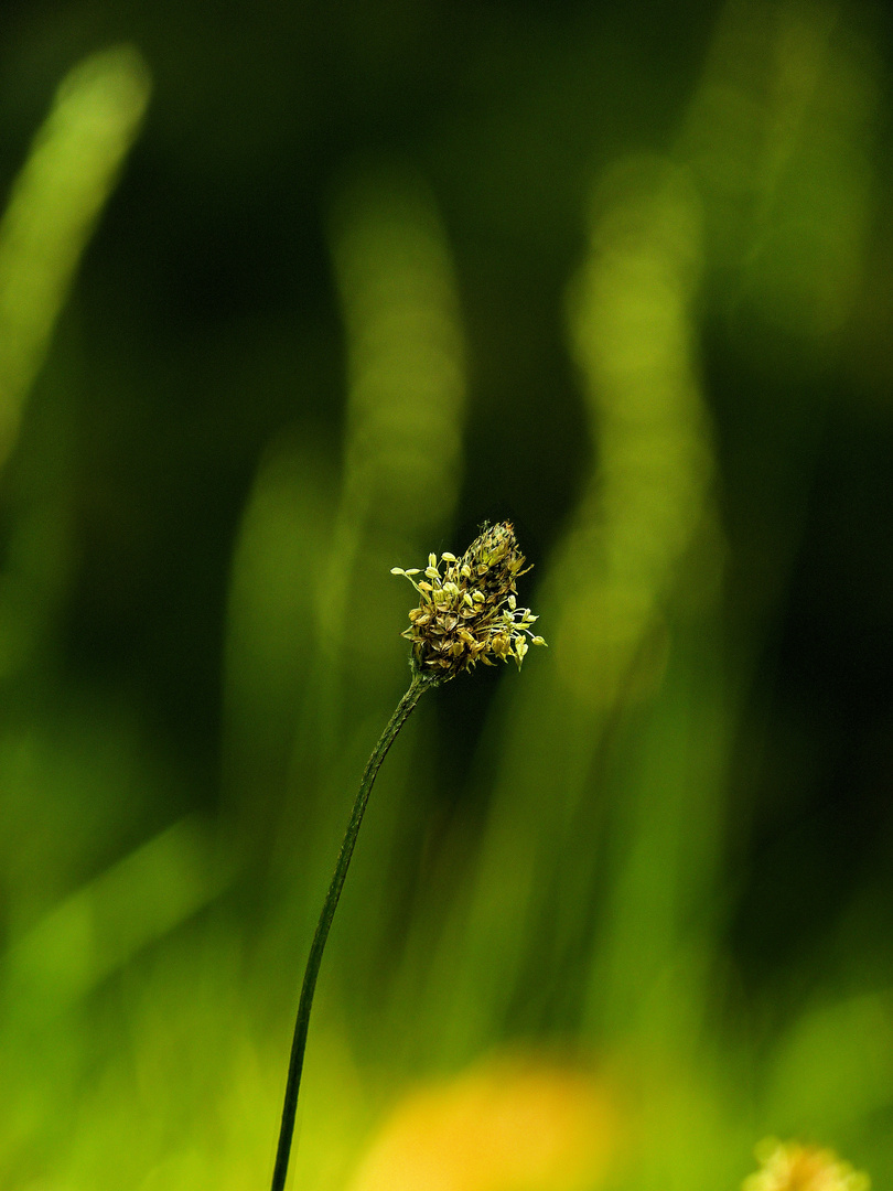 Tanzen mit dem Wind