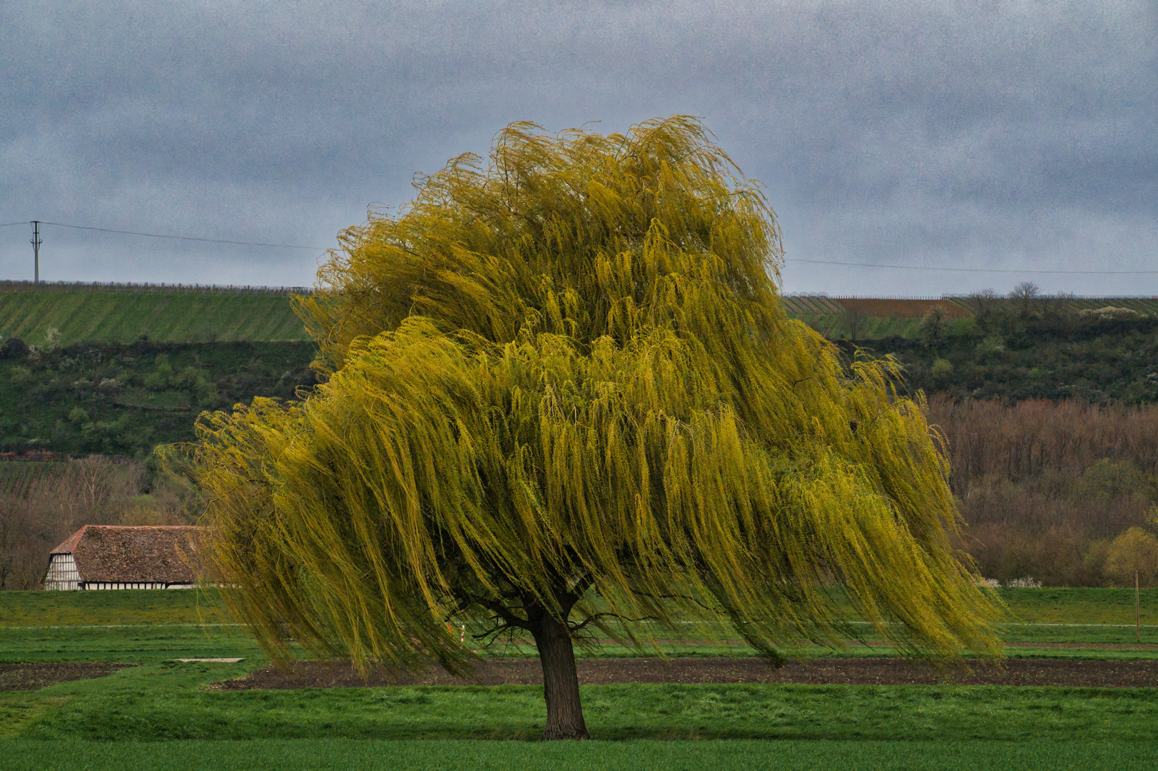 Tanzend im Wind 