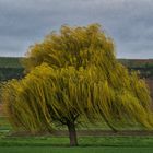 Tanzend im Wind 